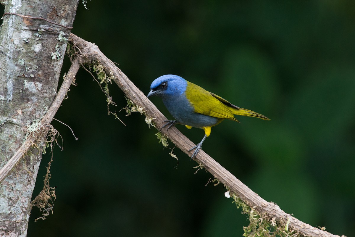 Blue-capped Tanager - John C. Mittermeier