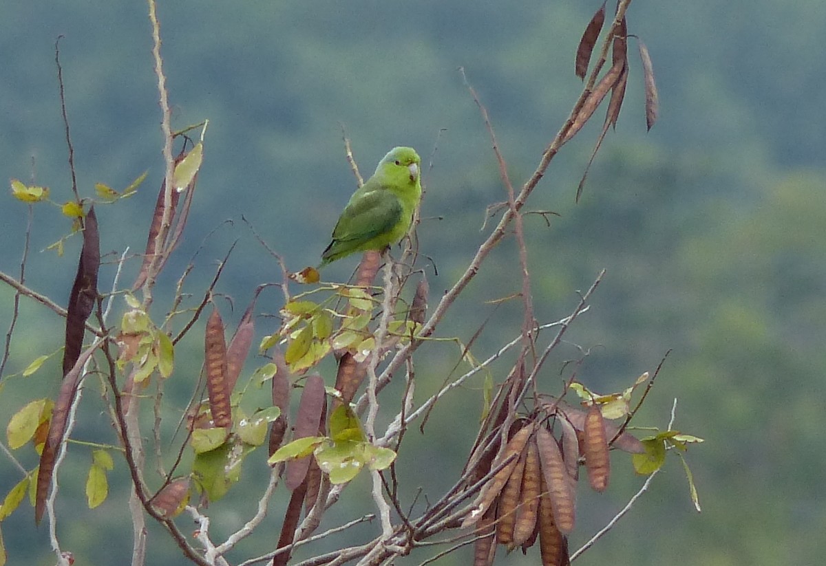 マメルリハシインコ - ML80951371