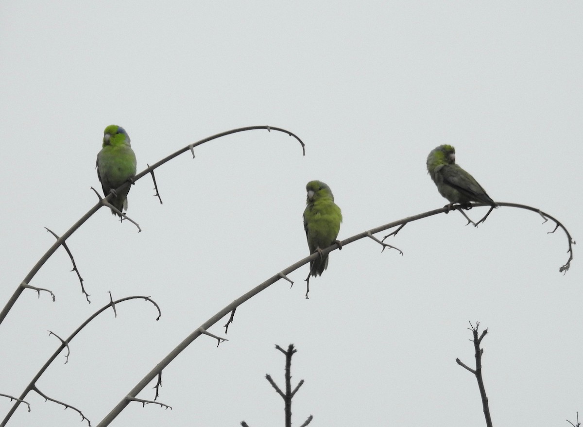 Pacific Parrotlet - David Bree