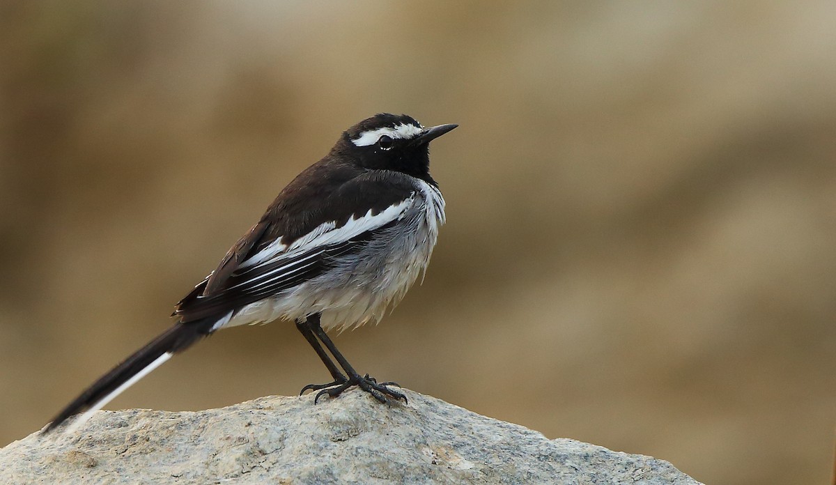 White-browed Wagtail - ML80951491