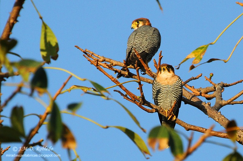 Red-necked Falcon - ML80951541