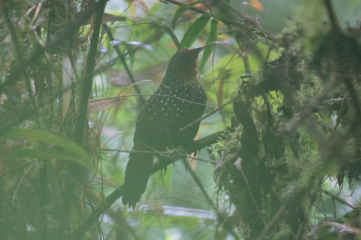 Ocellated Tapaculo - ML80952251