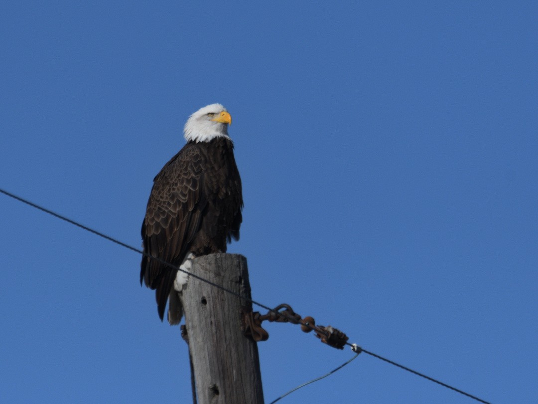 Bald Eagle - ML80952301