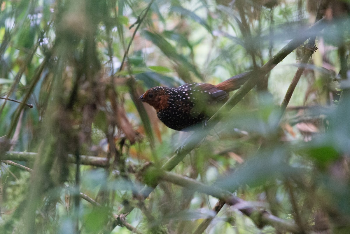 Ocellated Tapaculo - ML80952351