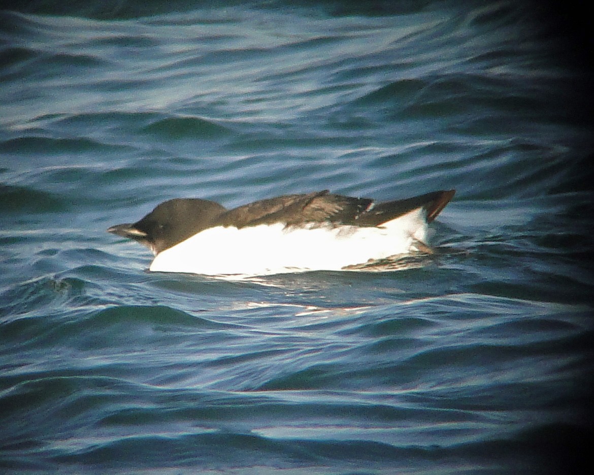 Thick-billed Murre - ML80952861