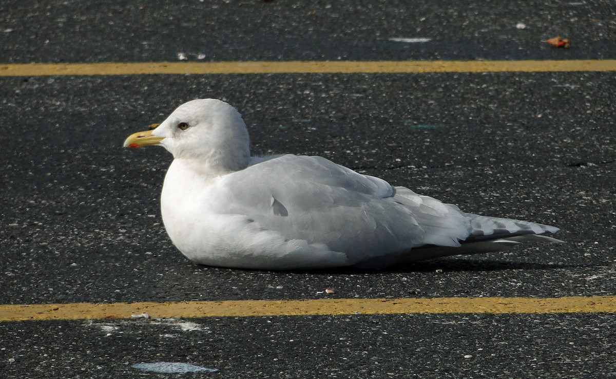 Iceland Gull (kumlieni) - ML80953021