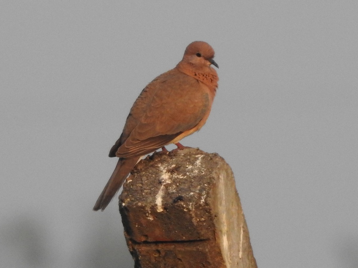 Tórtola Senegalesa - ML80953181