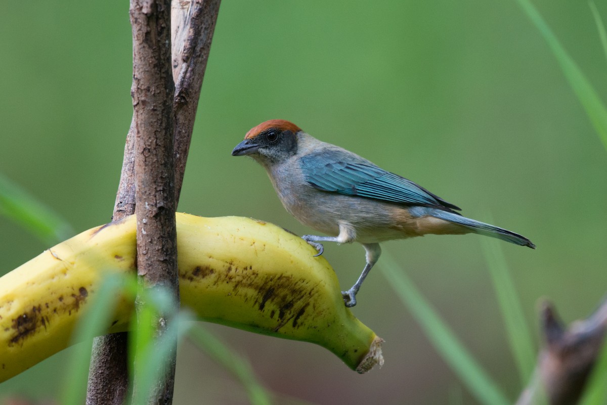 Scrub Tanager - ML80955821