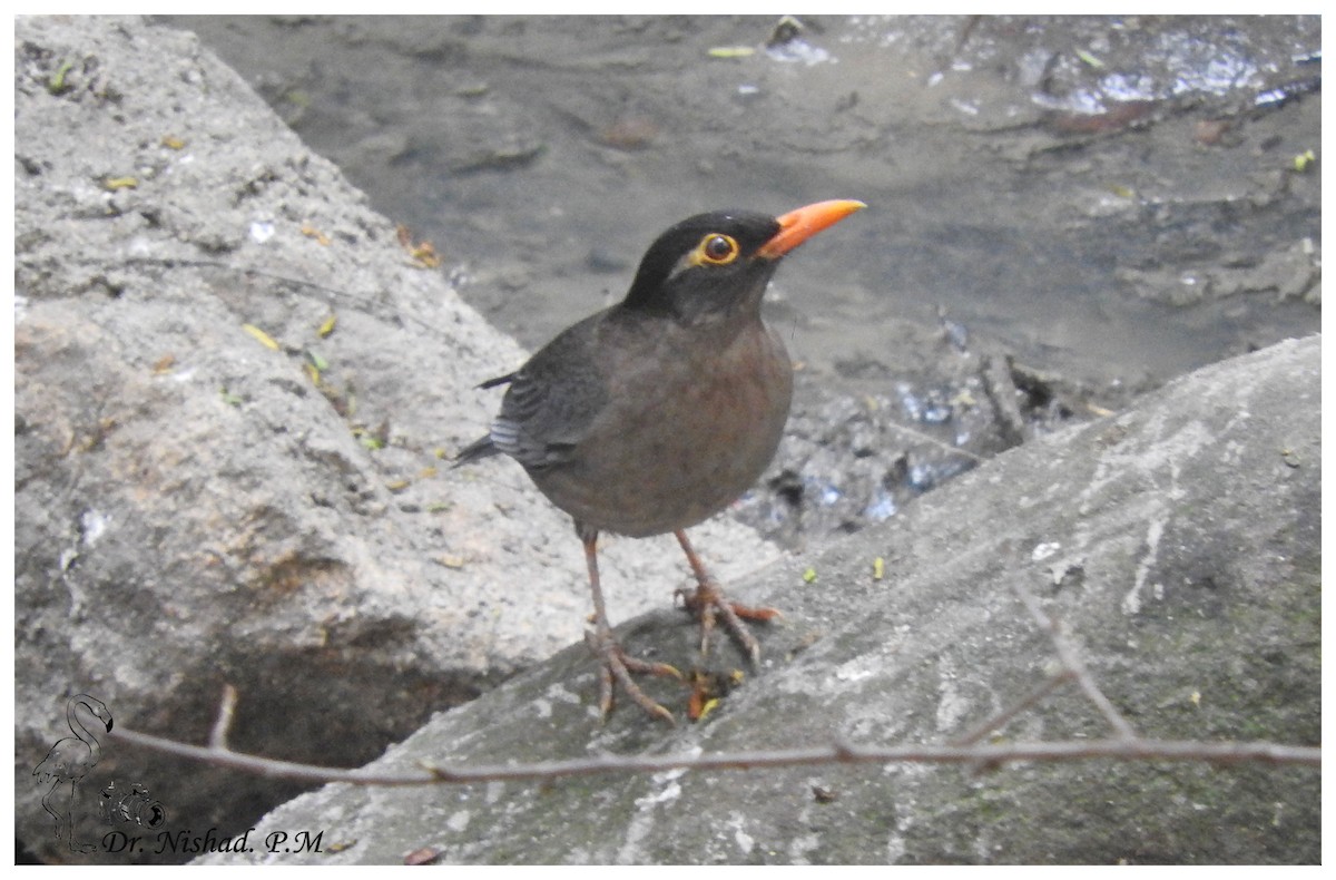 Indian Blackbird - ML80955861