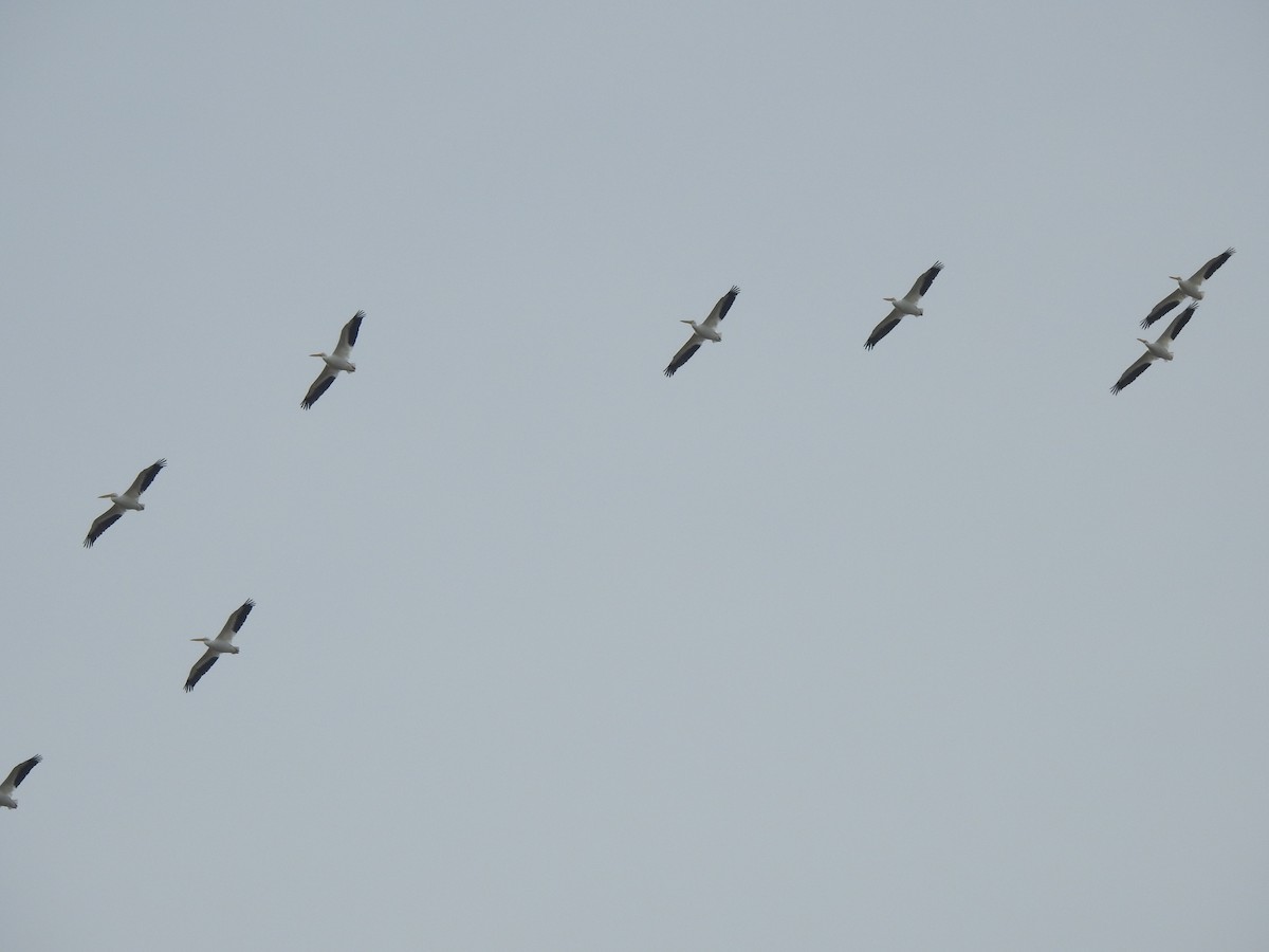 American White Pelican - ML80955871