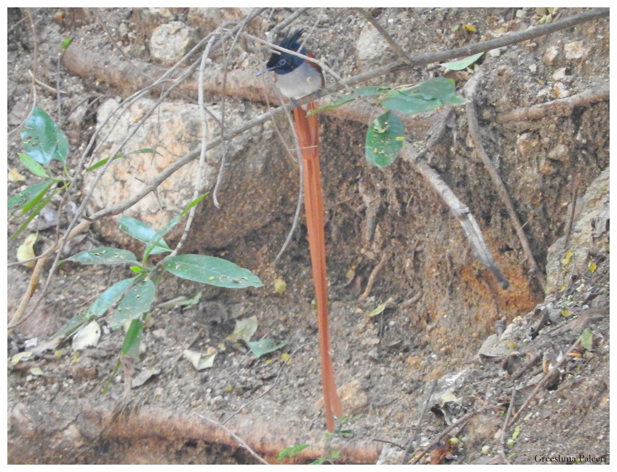 Indian Paradise-Flycatcher - ML80955881