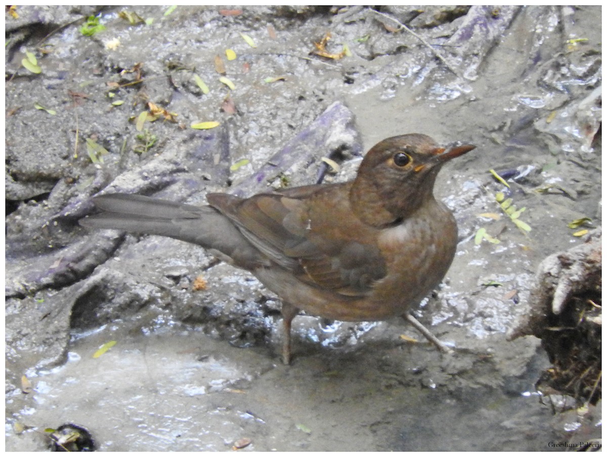 Indian Blackbird - greeshma paleeri