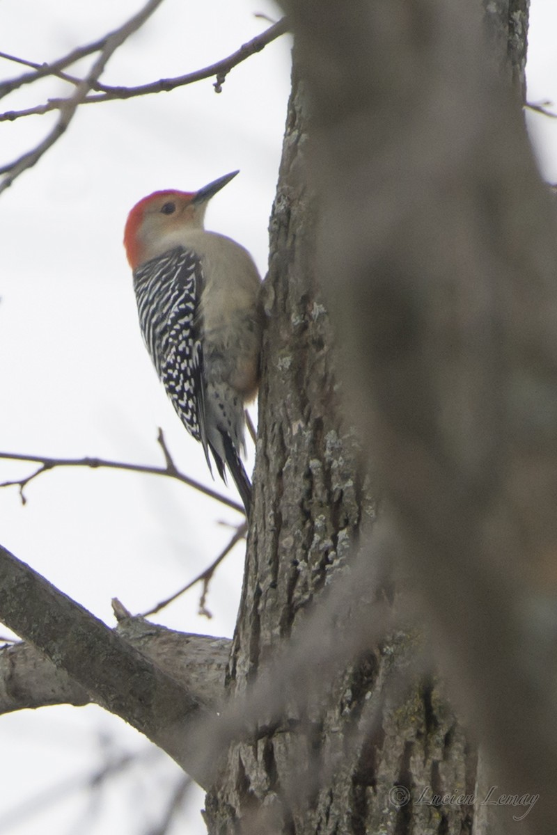 Red-bellied Woodpecker - ML80956031