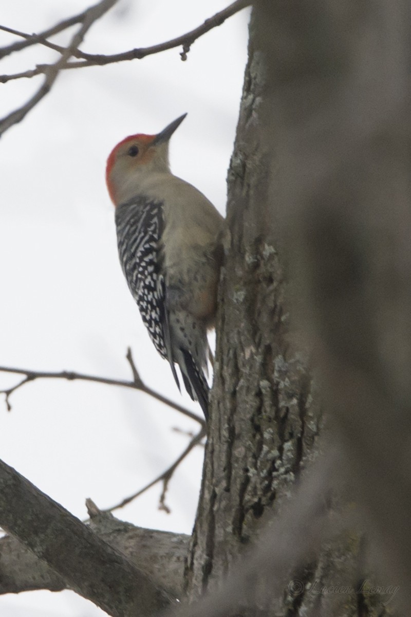 Red-bellied Woodpecker - ML80956051