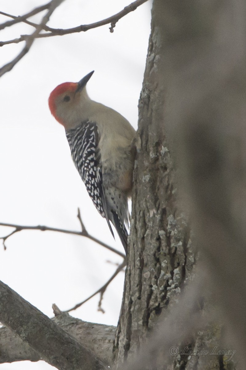 Red-bellied Woodpecker - ML80956091