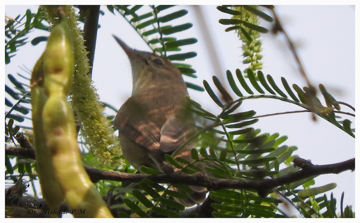 Blyth's Reed Warbler - ML80956131