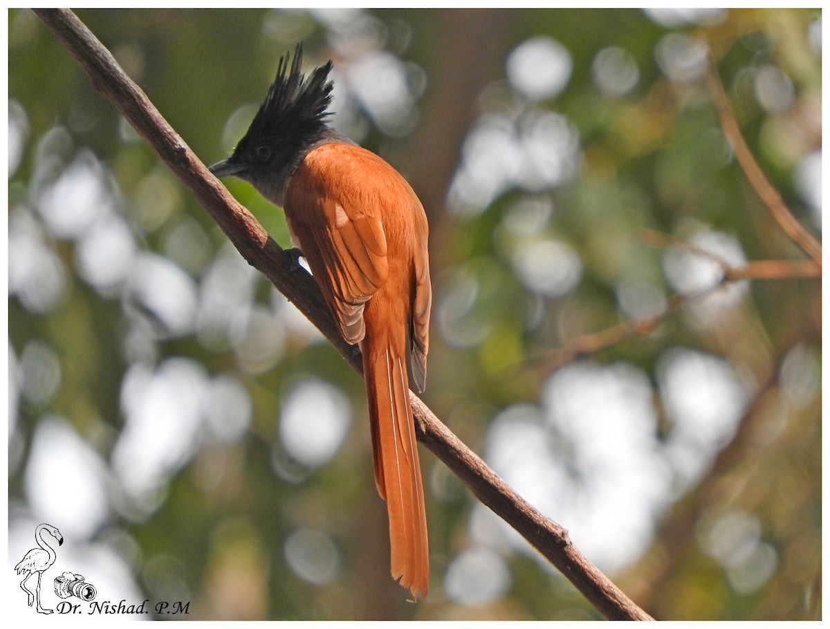 Indian Paradise-Flycatcher - greeshma paleeri