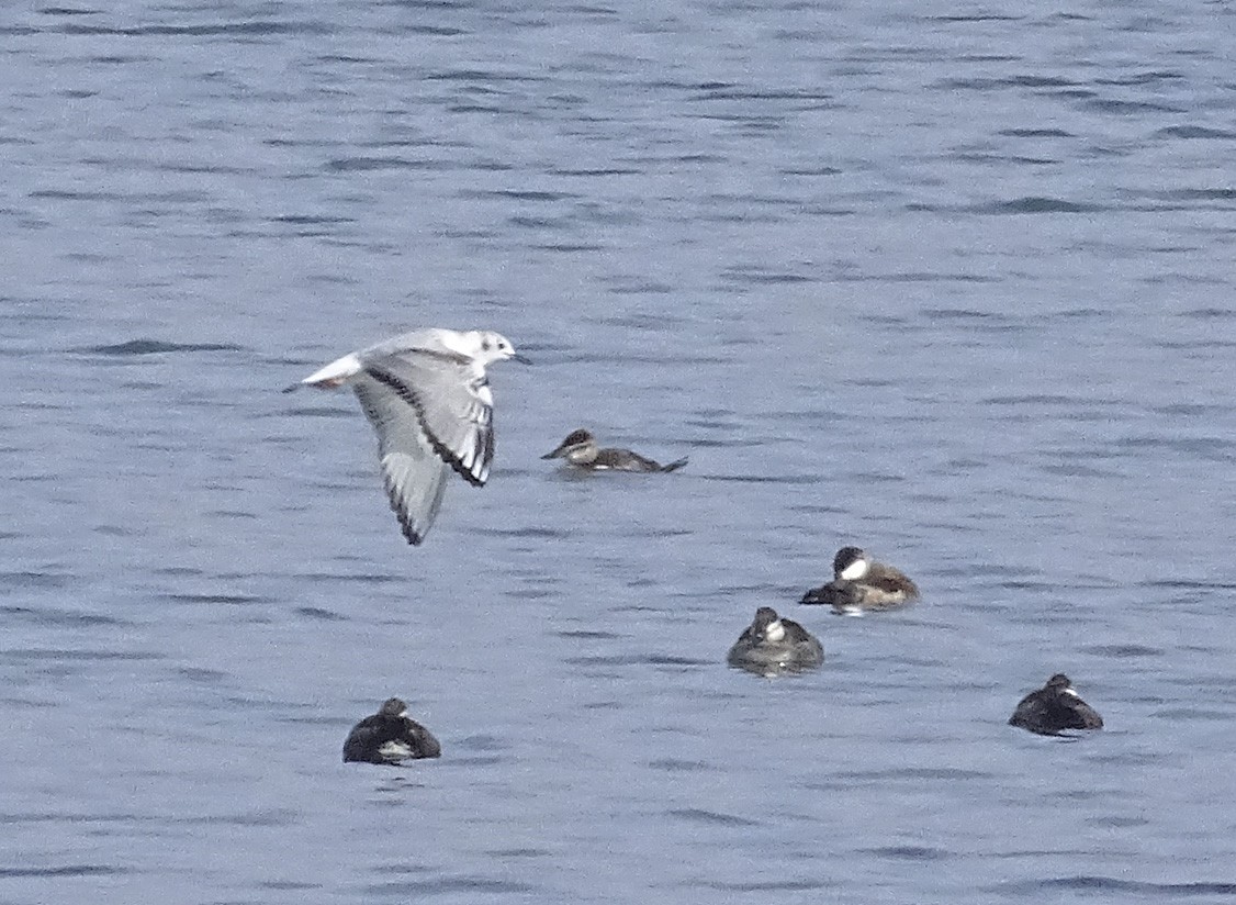 Bonaparte's Gull - ML80956871