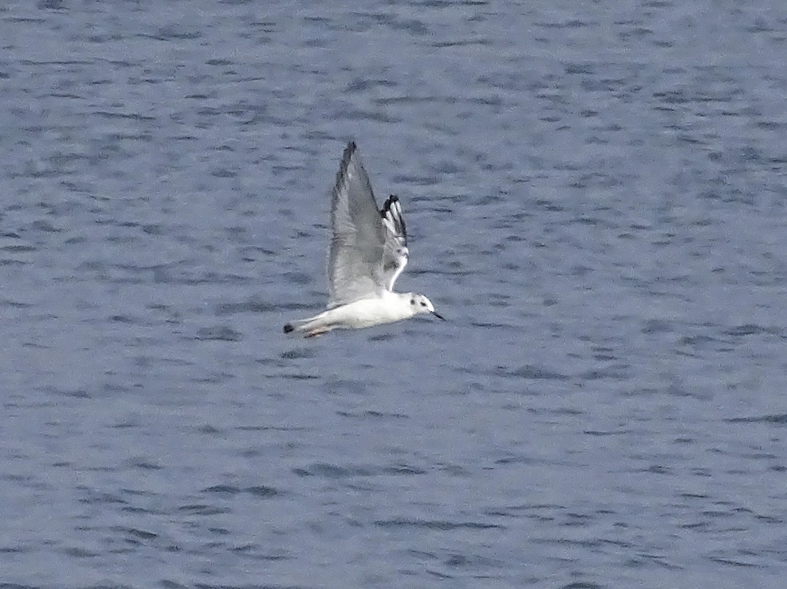 Bonaparte's Gull - ML80956881