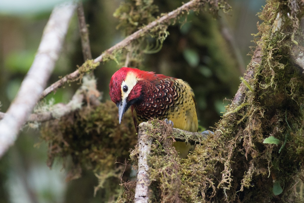 Crimson-mantled Woodpecker - John C. Mittermeier