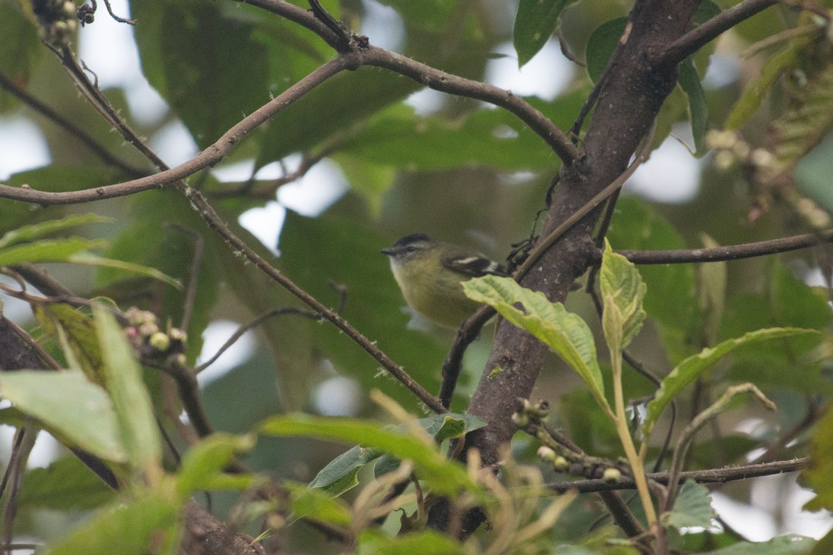 Black-capped Tyrannulet - John C. Mittermeier