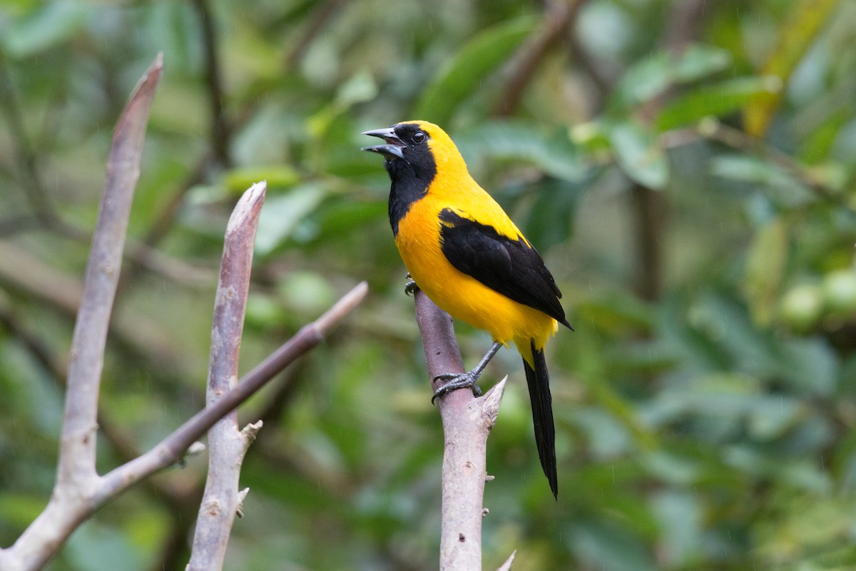 Yellow-backed Oriole - John C. Mittermeier
