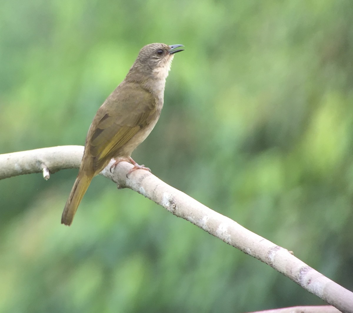 Olive-winged Bulbul - Martin Kennewell