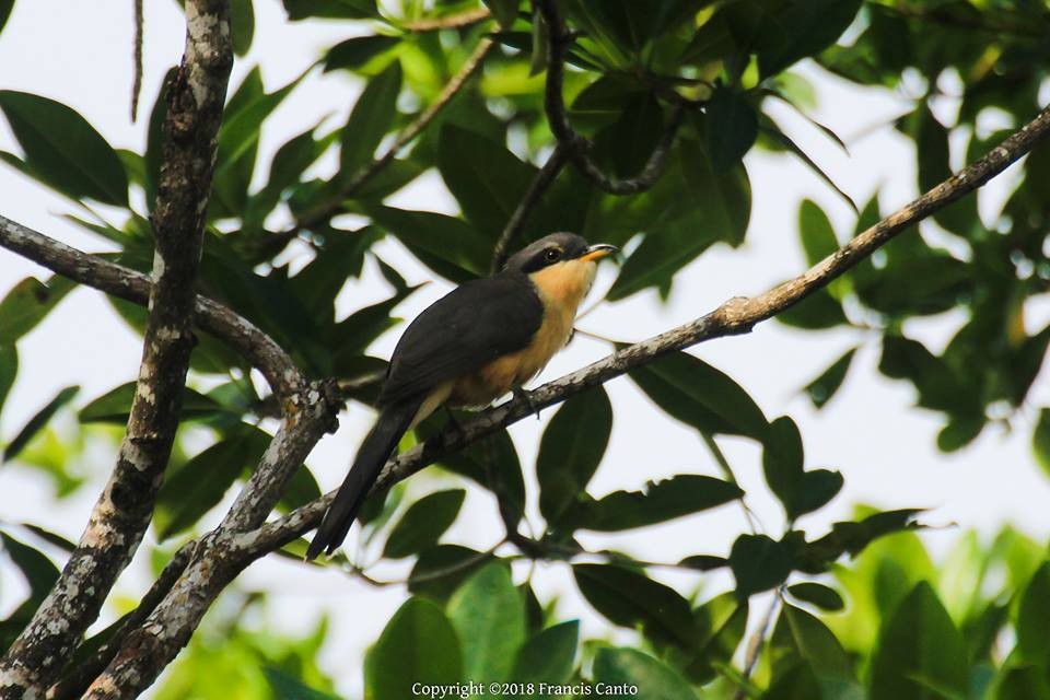 Mangrove Cuckoo - ML80962431