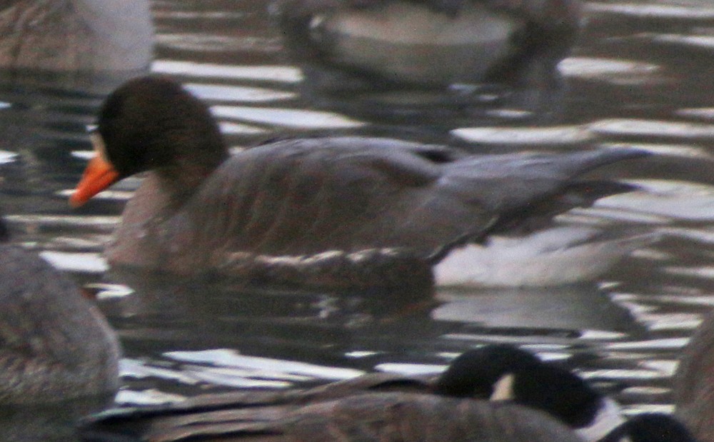 Greater White-fronted Goose - ML80962891