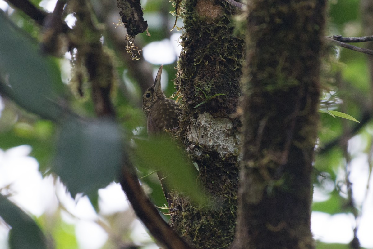 Spotted Woodcreeper - ML80963441