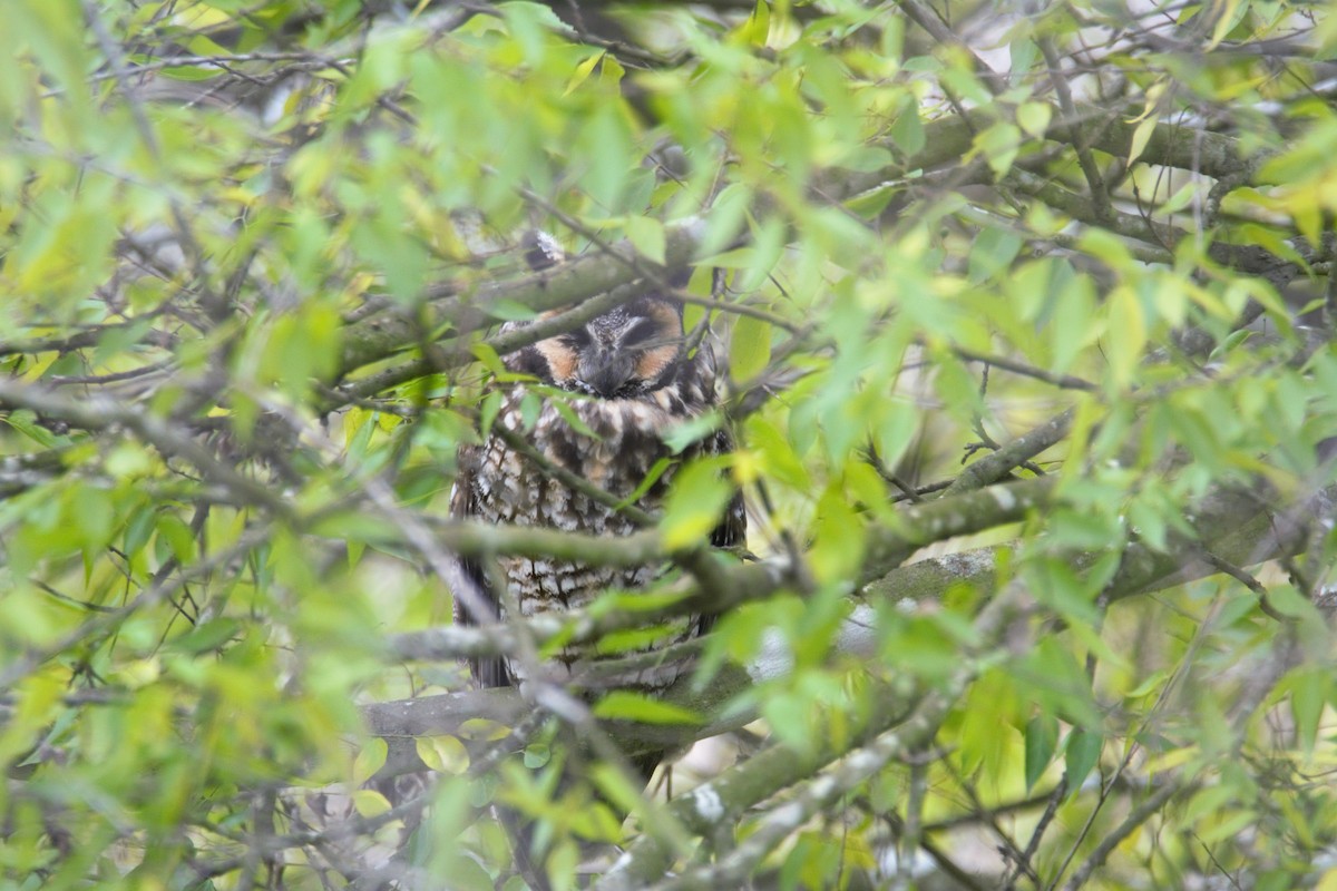 kalous ušatý - ML80963601