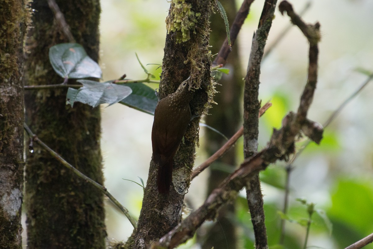 Spotted Woodcreeper - ML80963891