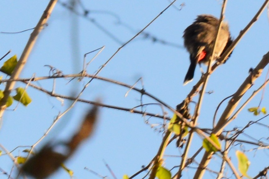 Bulbul à ventre rouge - ML80966571