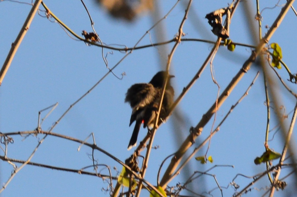 Bulbul à ventre rouge - ML80966581