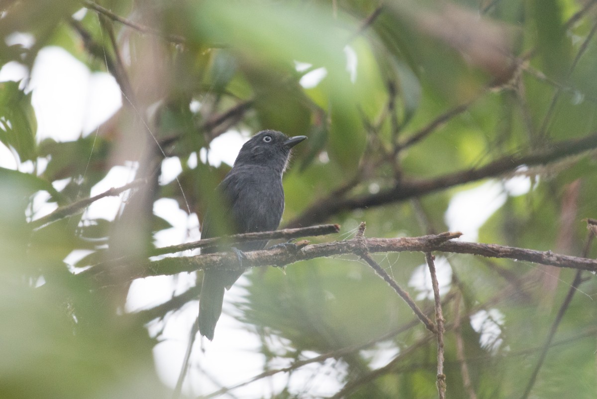 Uniform Antshrike - ML80968541