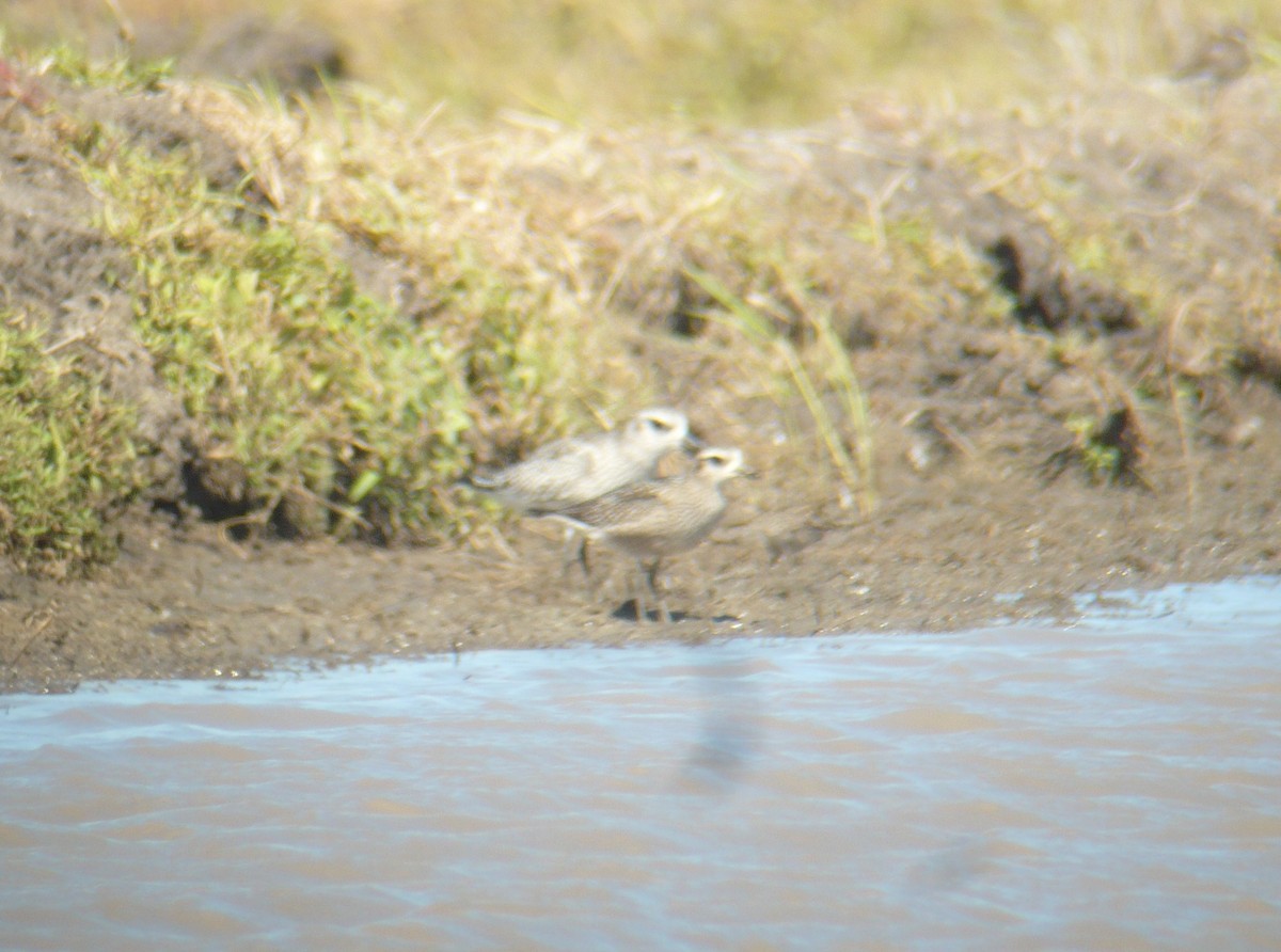 American Golden-Plover - ML80969591