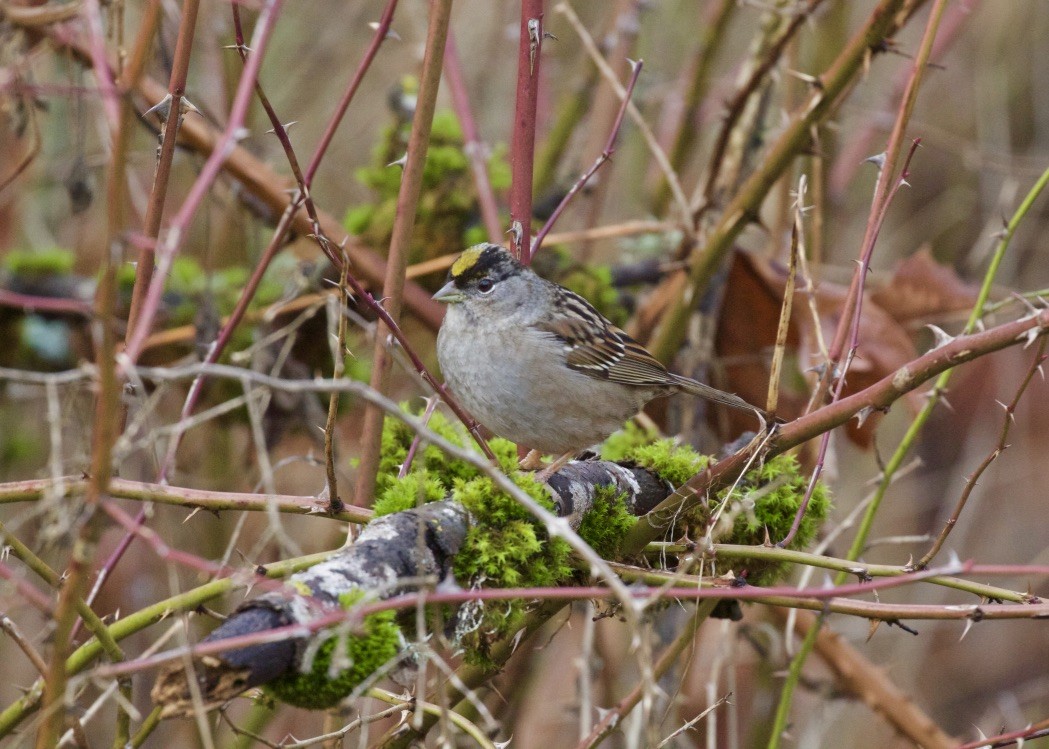 Golden-crowned Sparrow - Jon Isacoff