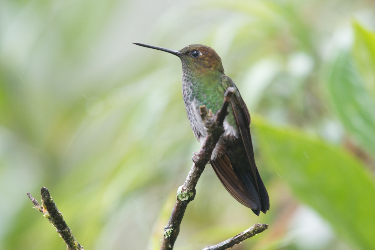 kolibřík zelenkavý - ML80971121