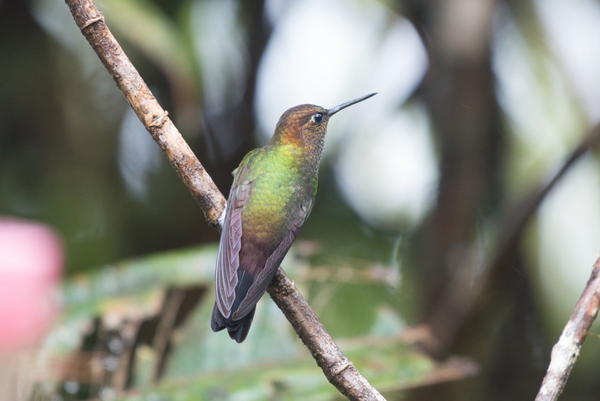 kolibřík zelenkavý - ML80971201