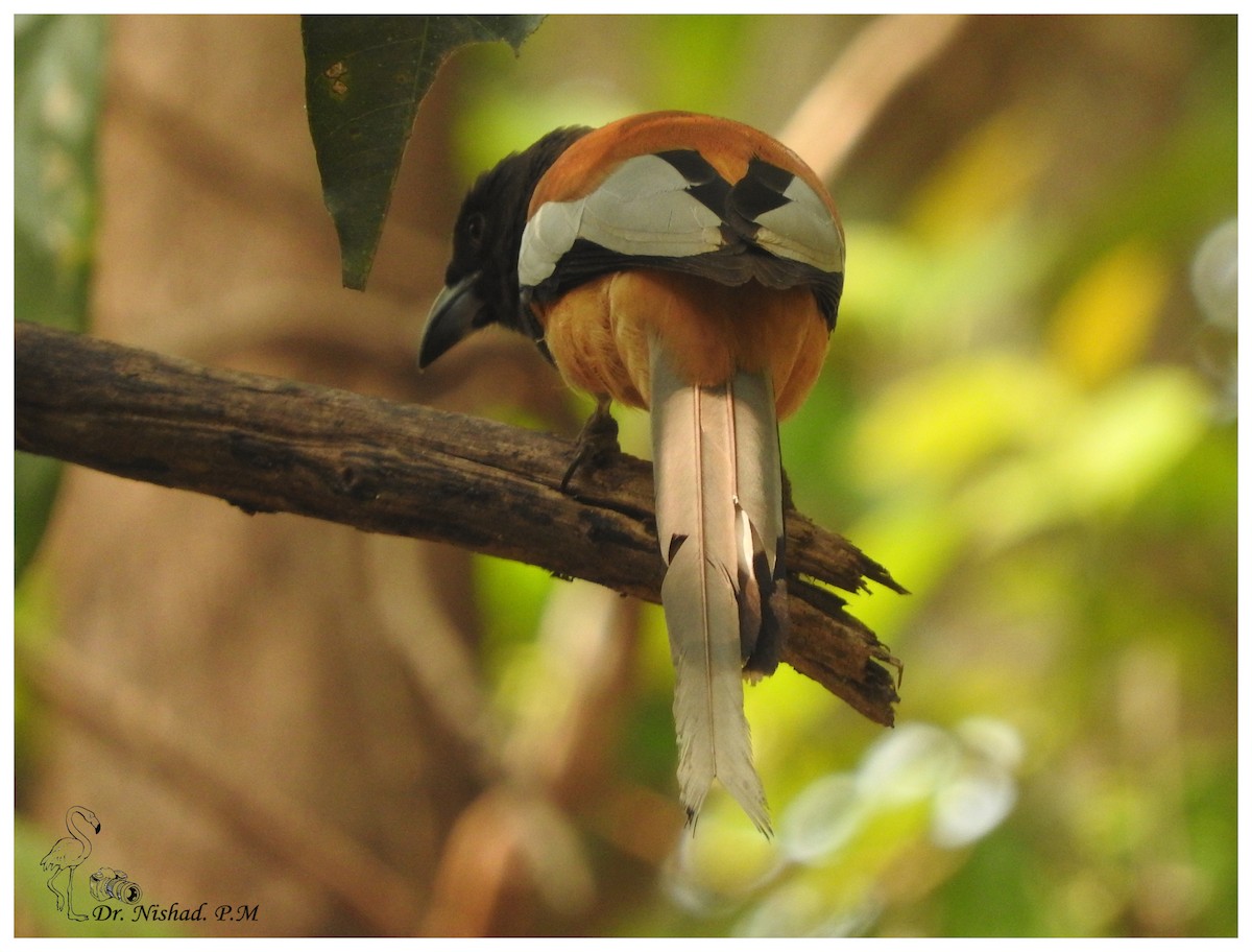 Rufous Treepie - ML80971501
