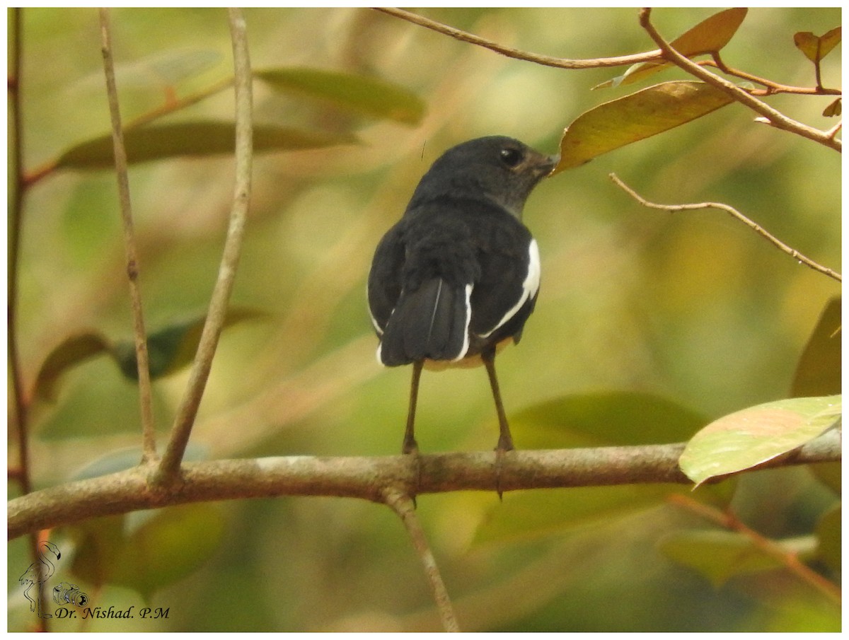 Oriental Magpie-Robin - ML80971571