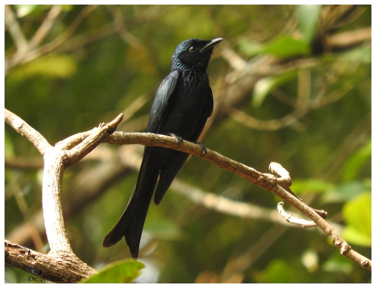 Bronzed Drongo - ML80971771