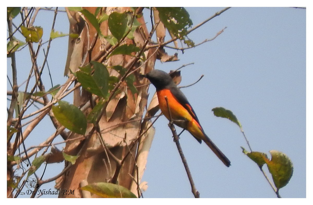 Small Minivet - ML80971891