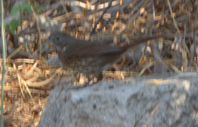 Fox Sparrow (Sooty) - ML80972581