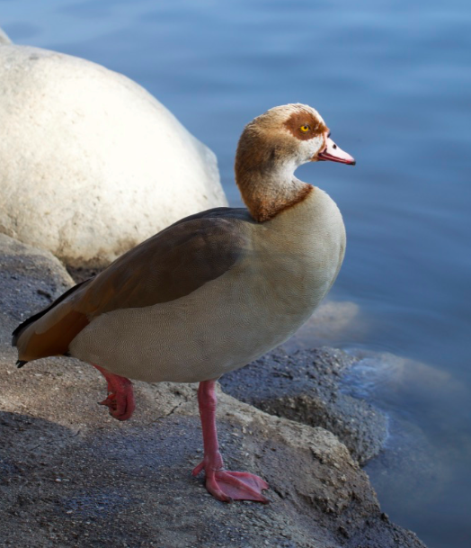 Nilgans - ML80973091