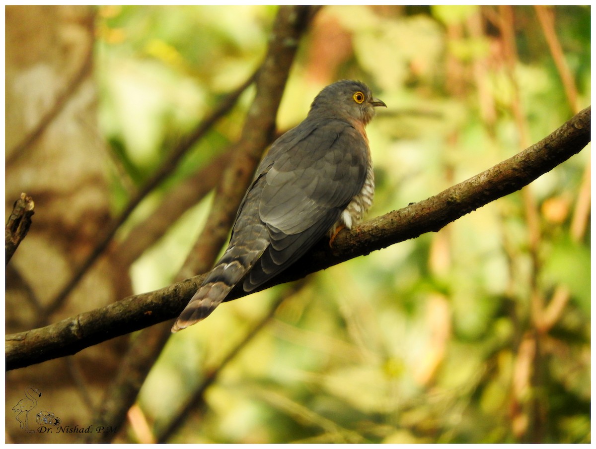 Common Hawk-Cuckoo - ML80973231