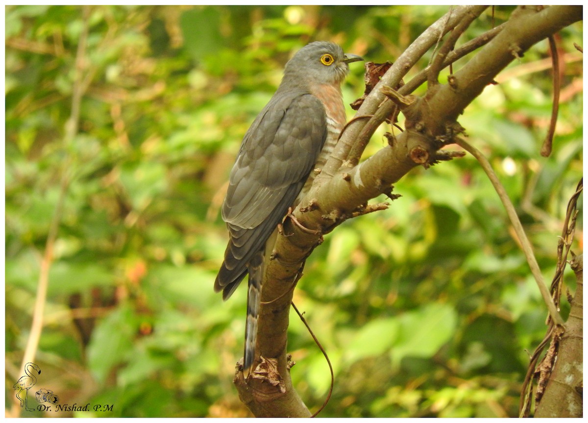 Common Hawk-Cuckoo - ML80973261