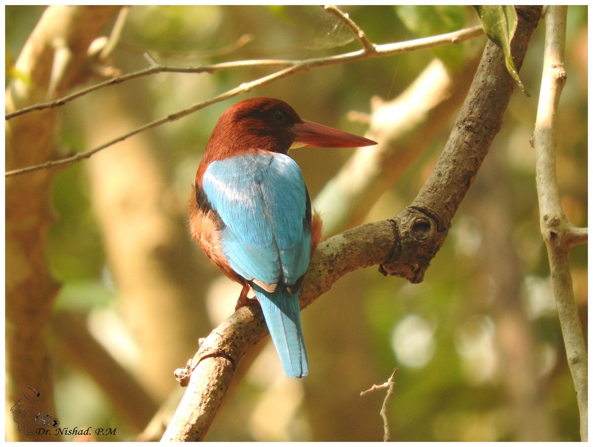 White-throated Kingfisher - ML80973381