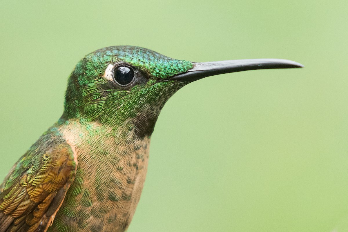 Fawn-breasted Brilliant - ML80973501