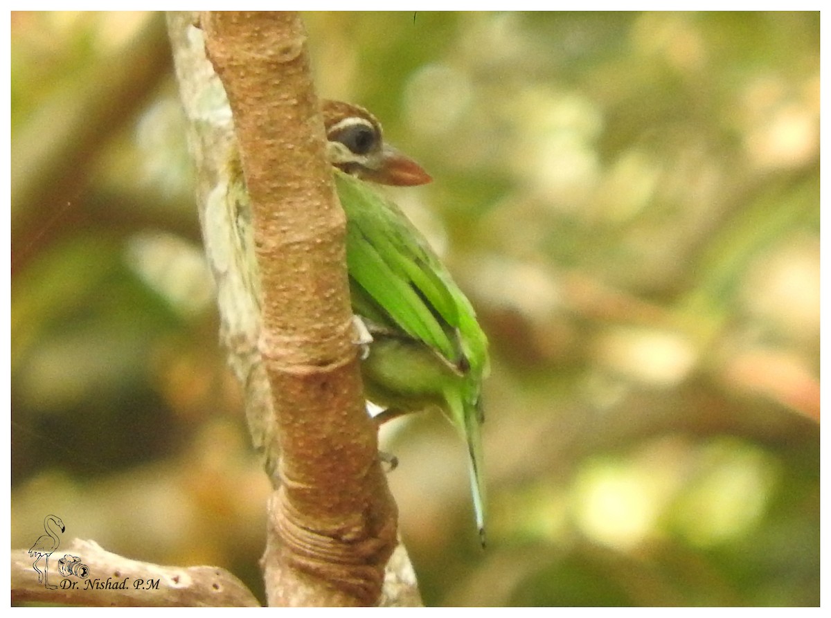 White-cheeked Barbet - ML80973551
